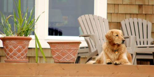 pet-friendly rental units