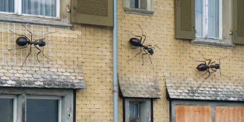 Pet infestation on a rental property